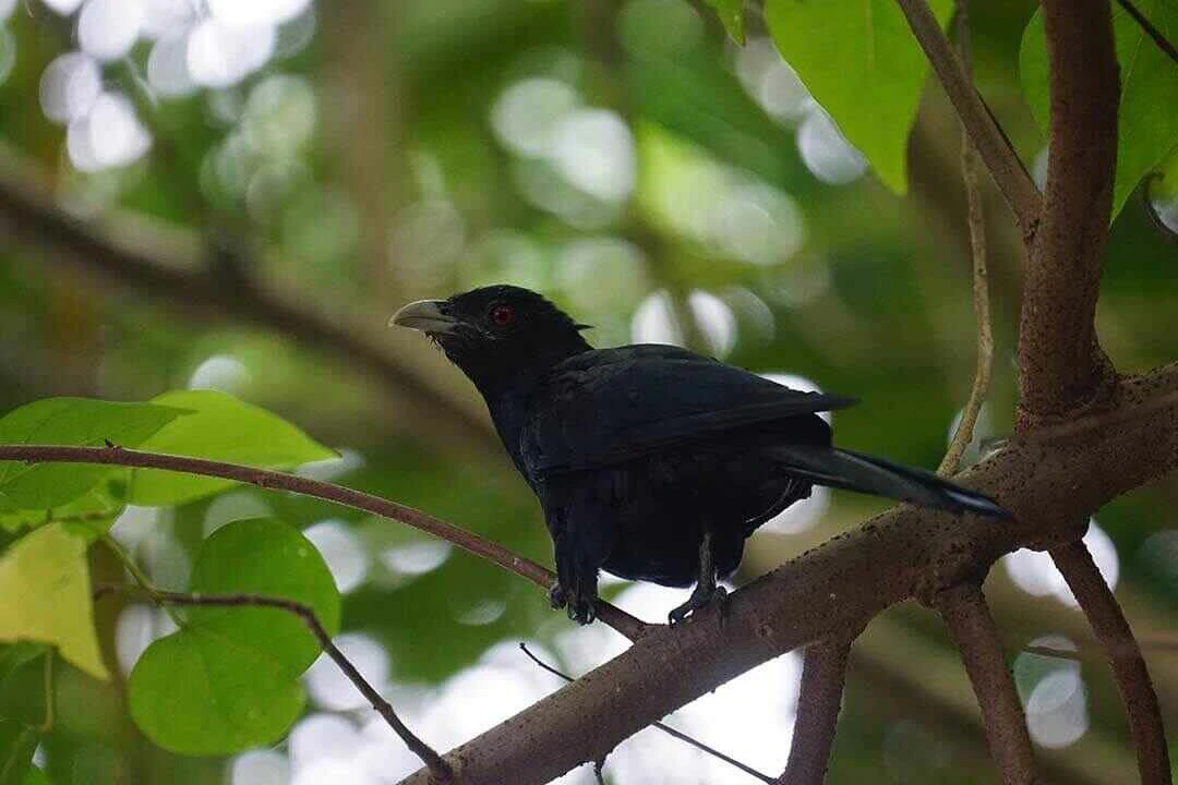 Fork-tailed Drongo Close